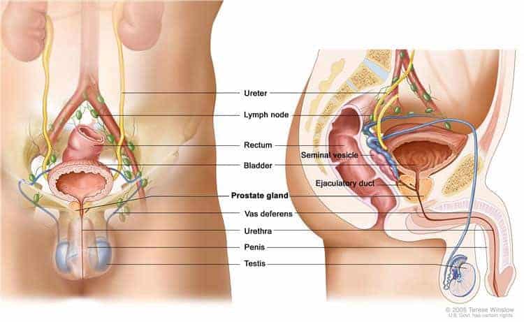 prostata