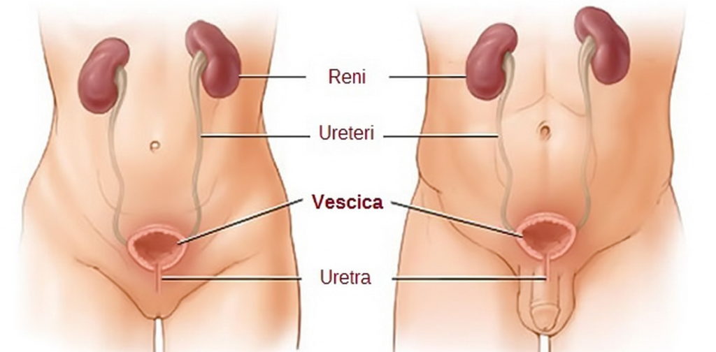 Cosa fa l’Urologo